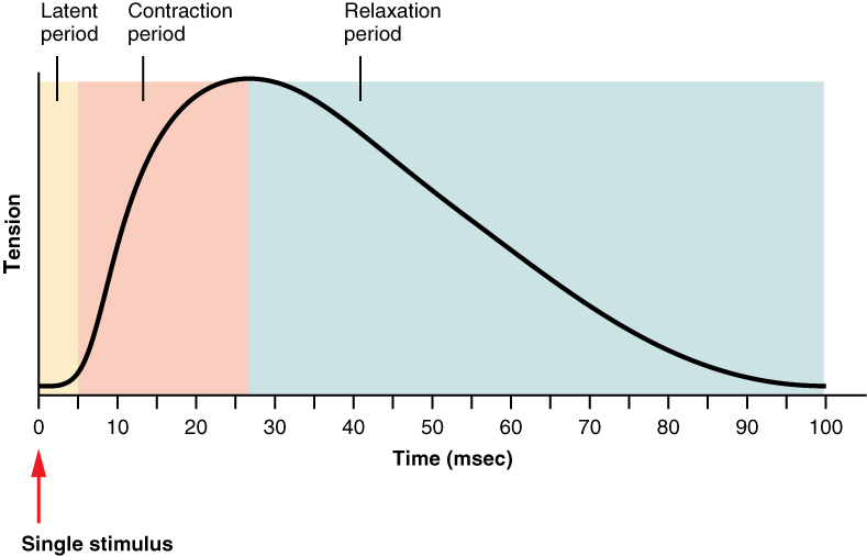 skeletal muscle action potential