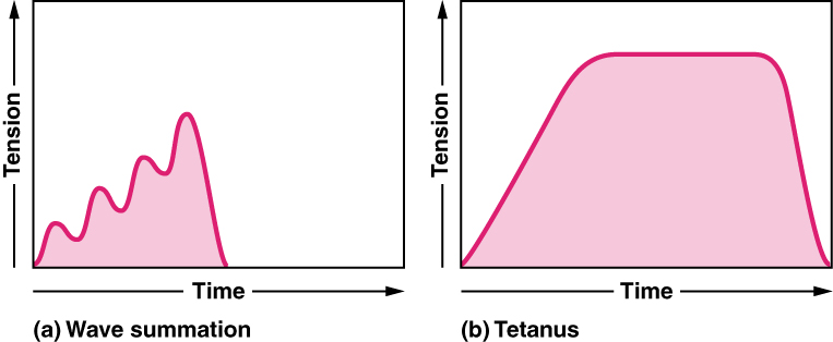 Wave Summation and Tetanus