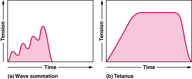 Motor Units And Muscle Twitches