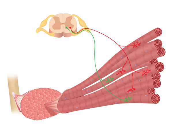 skeletal muscle example