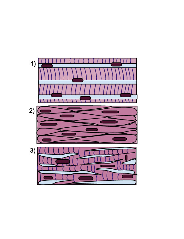 Cardiac Muscle Tissue Labeled Diagram