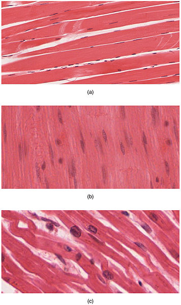 smooth muscles examples