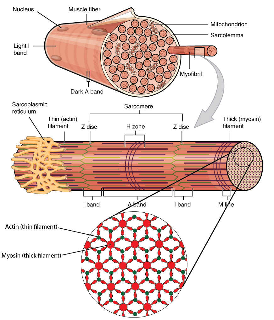 anisotropic and isotropic bands in muscles
