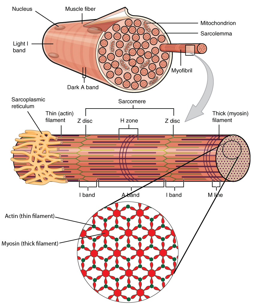 SKELETAL MUSCLE ORGANIZATION