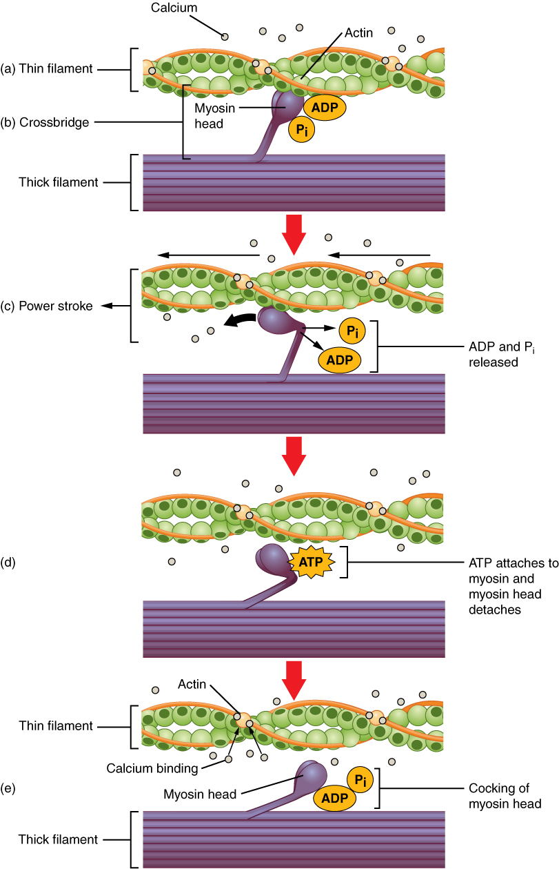 skeletal muscle action potential