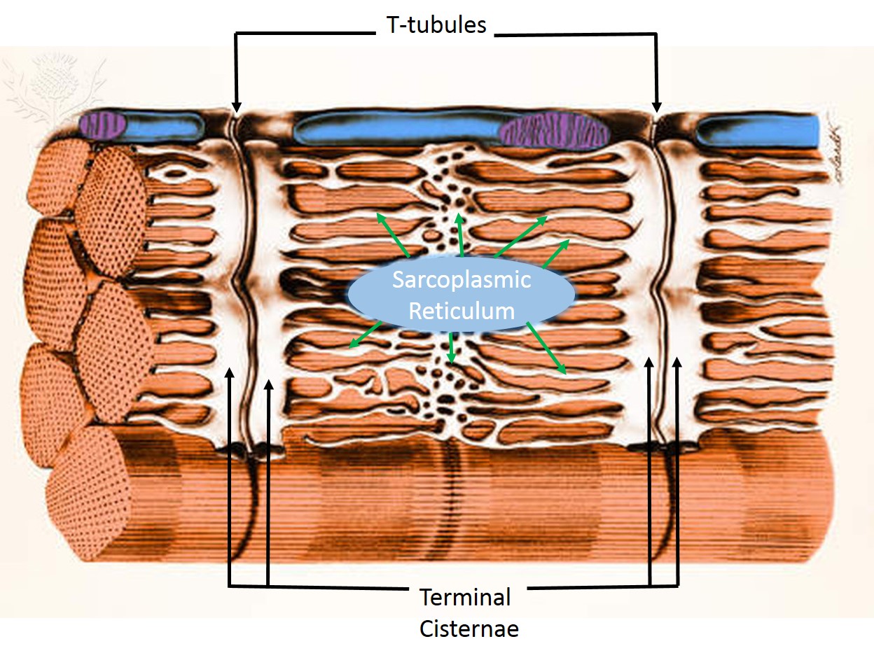 Sarcoplasmic Reticulum and T tubules