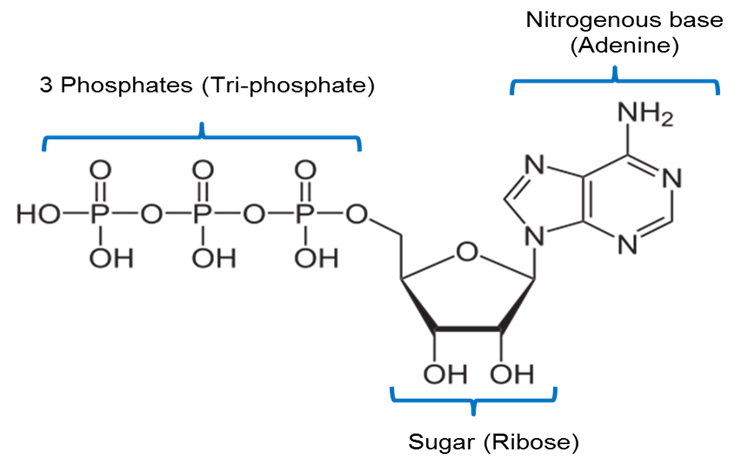 3 Parts of a Nucleotide and How They Are Connected