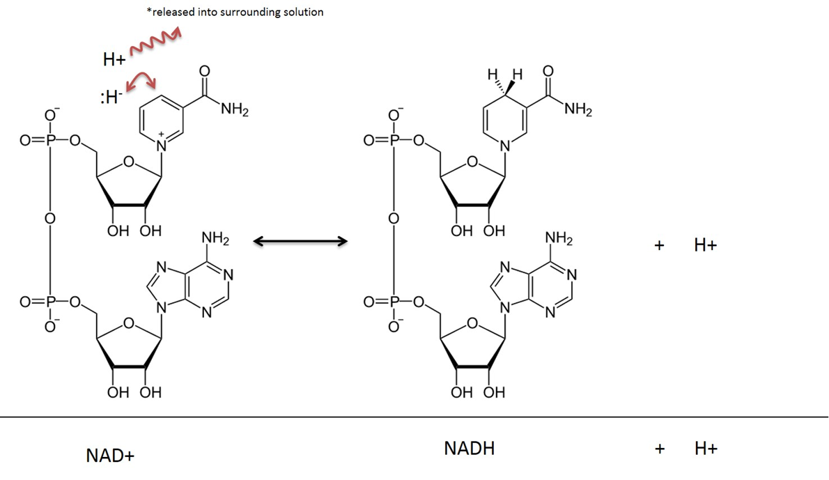Nad+, NADH, and Metabolic Reaction