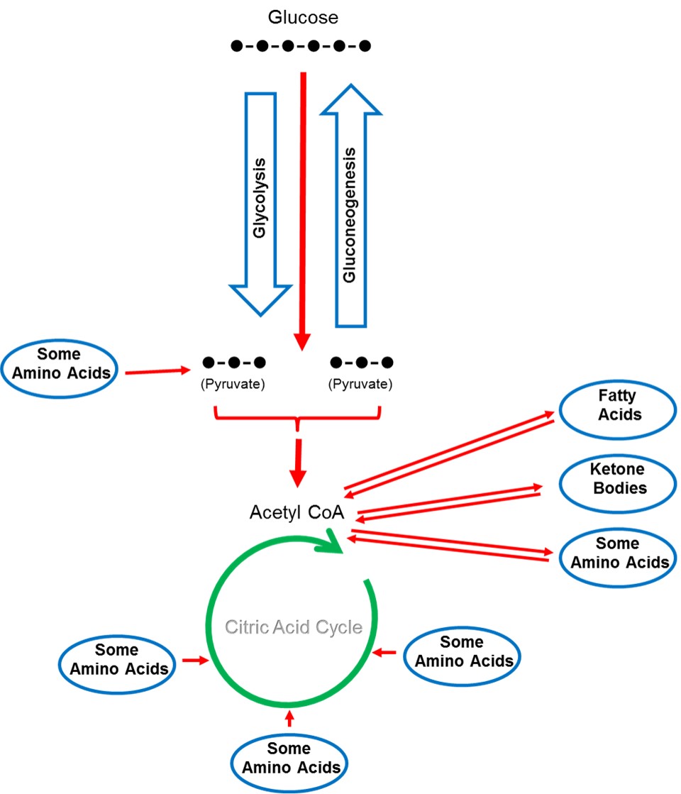 Protein intake and metabolism