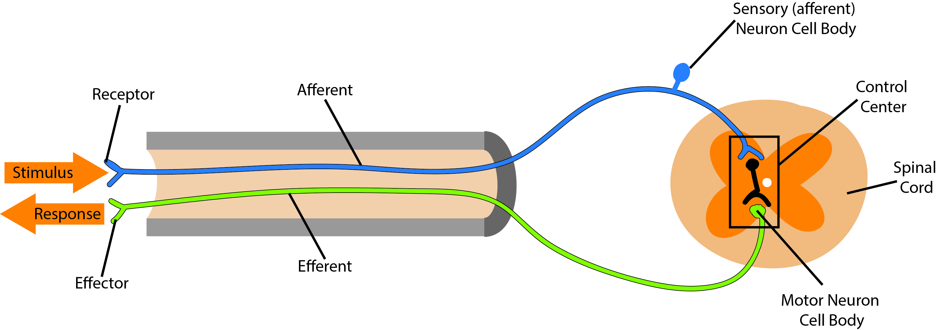 brain and spinal cord reflexes