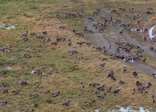 Geese in field