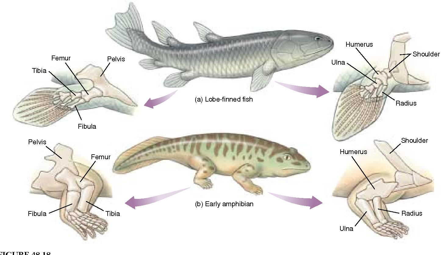 Ray Finned Fishes Evolved Adaptations And Behaviour B - vrogue.co