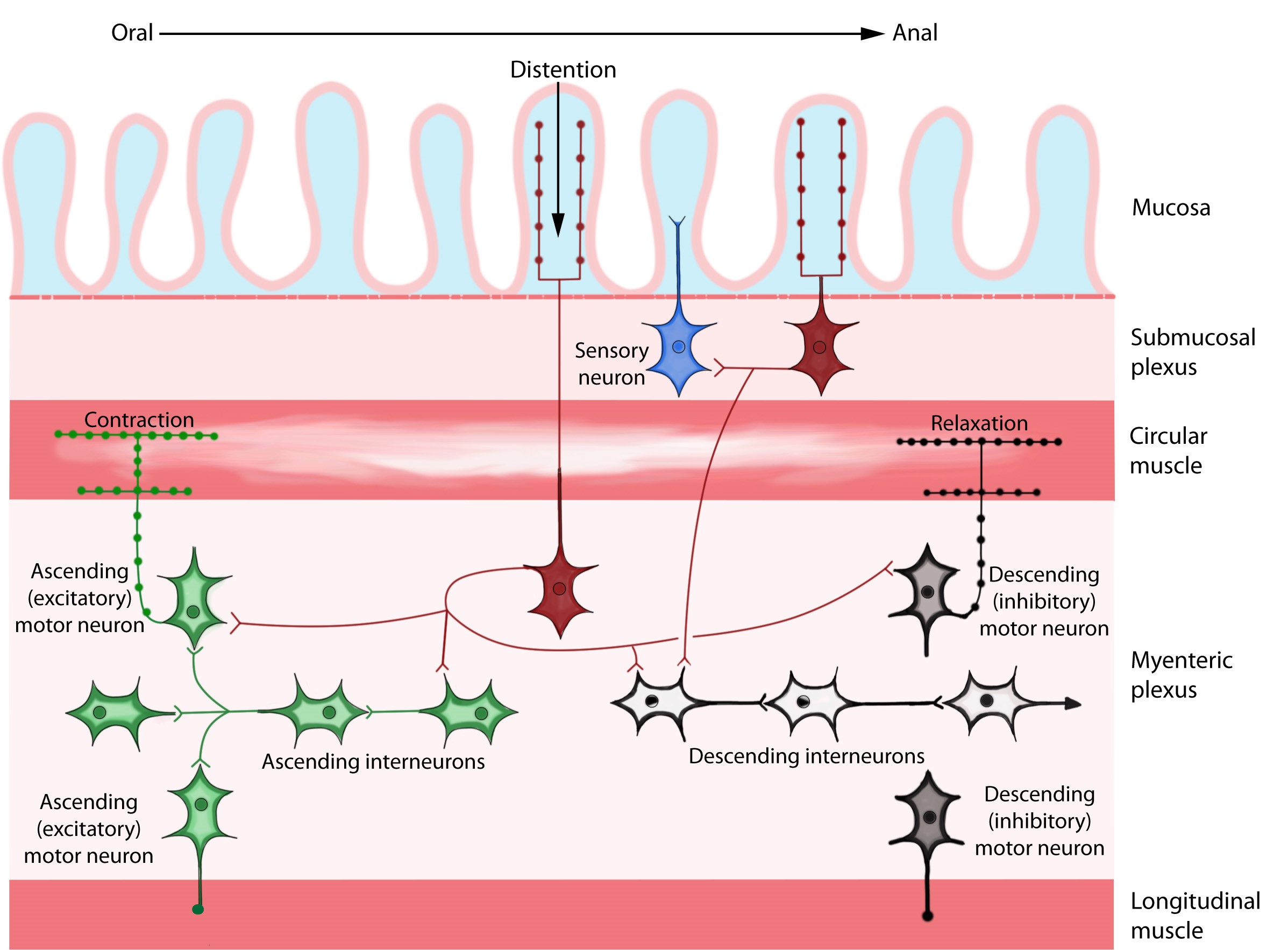 Enteric nervous system, showing the submucosal and myenteric plexuses