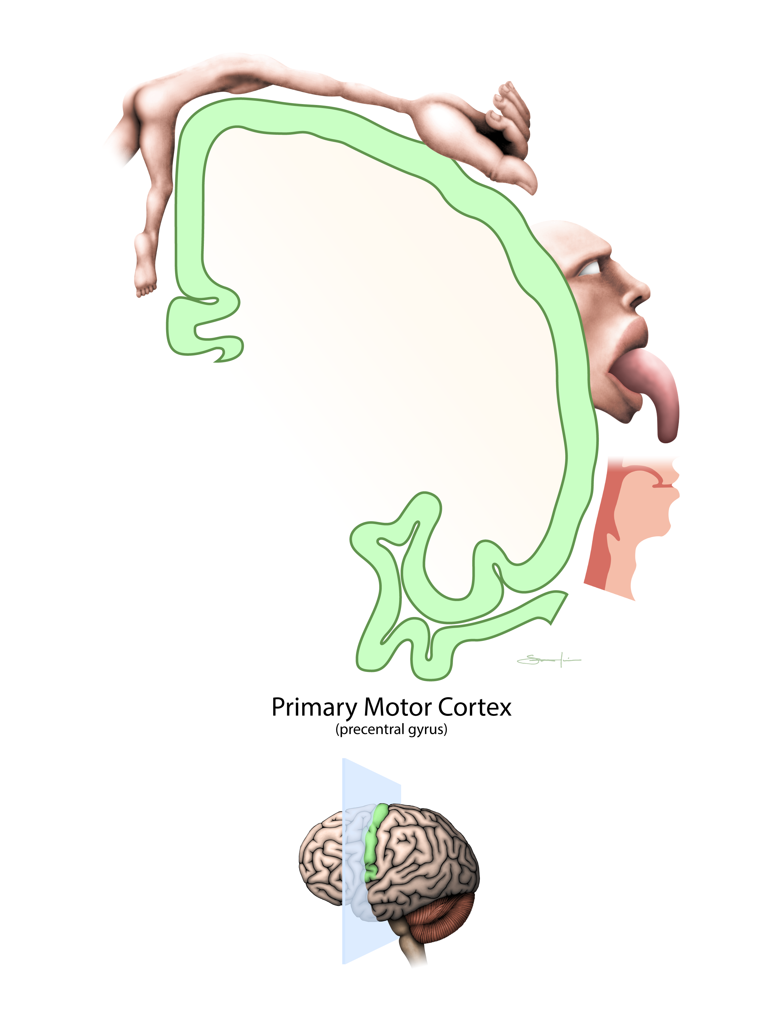 Cerebrum