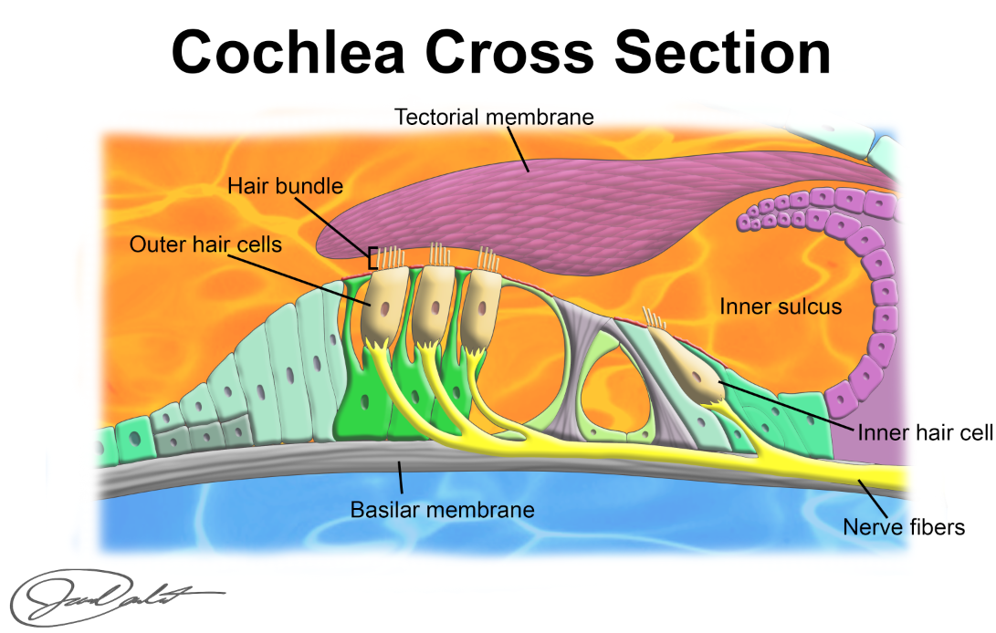 cochlea 2 cochlea 2