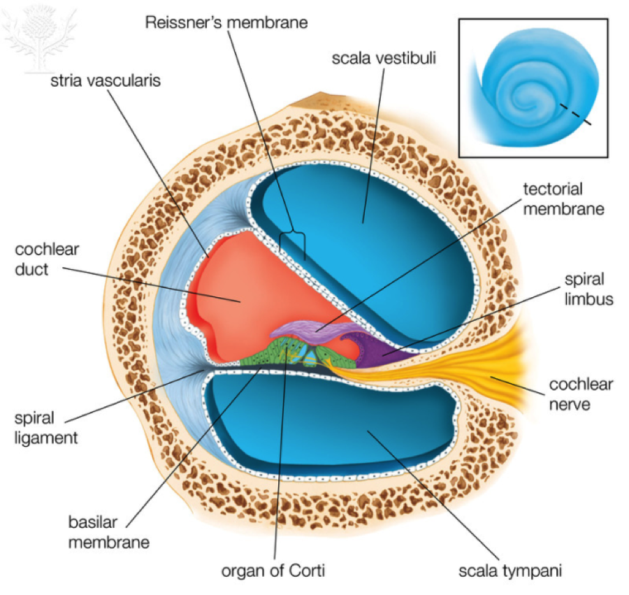 cochlea diagram cochlea diagram