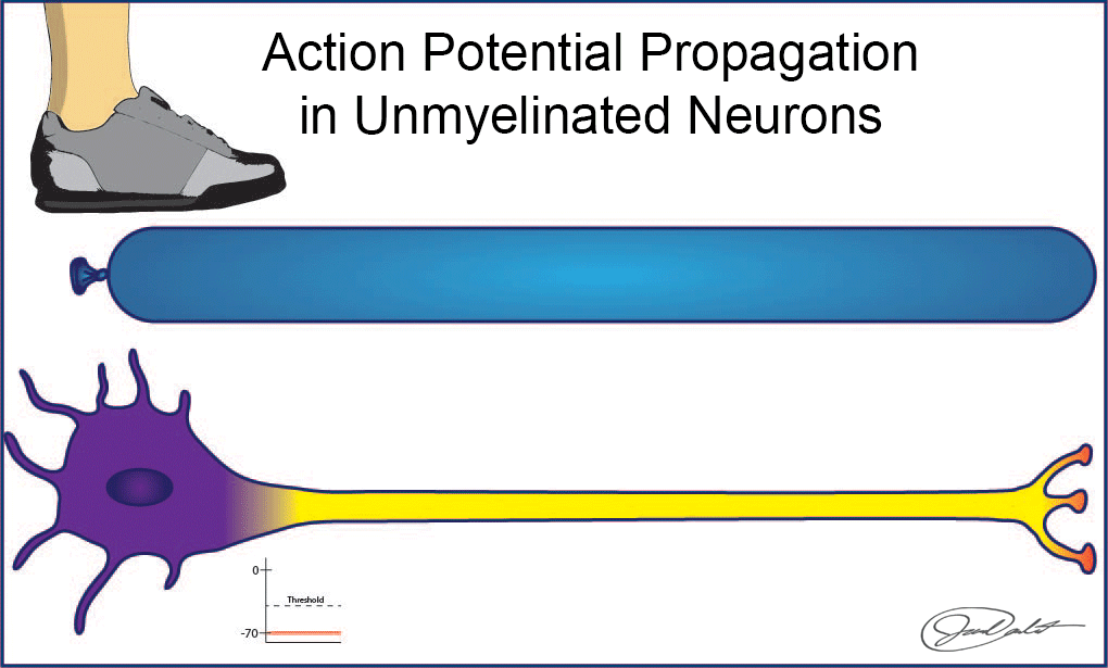 AP Unmyelin AP Unmyelin