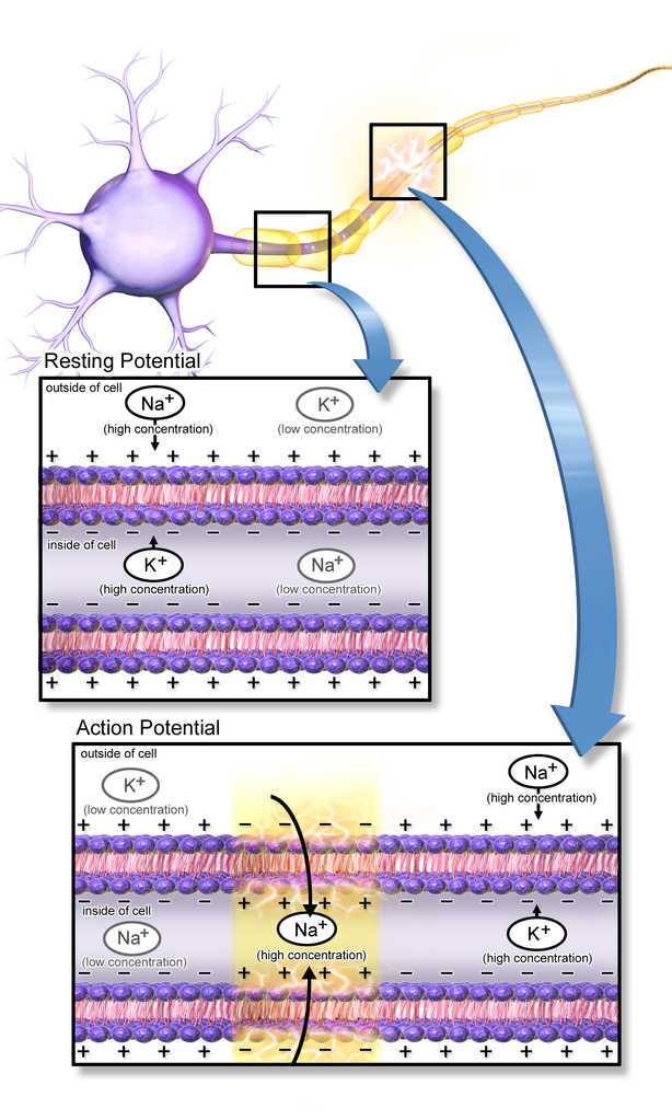 Action Potential Blausen Action Potential Blausen