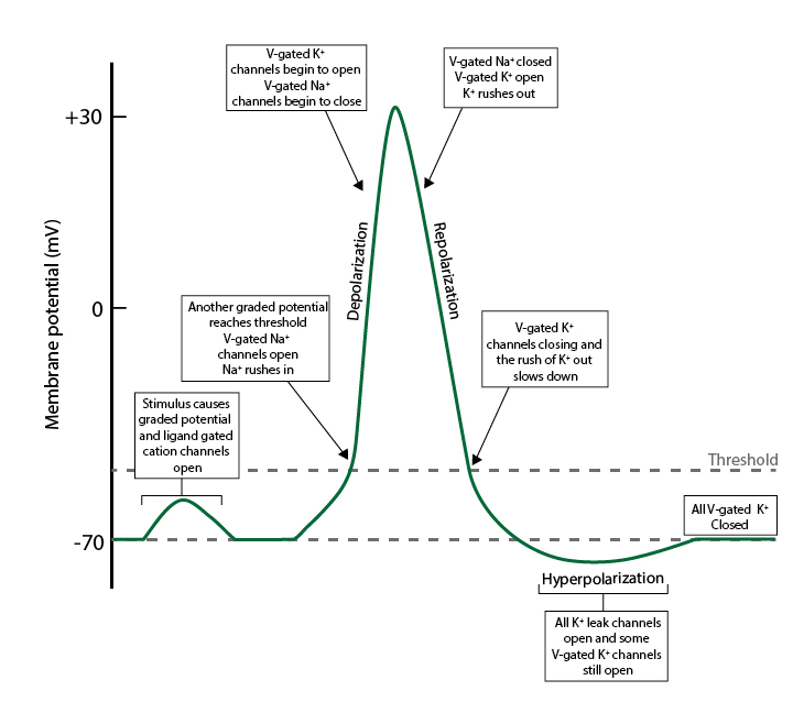 Triphasic Action Potential ORGANIZATION OF THE NERVOUS SYSTEM
