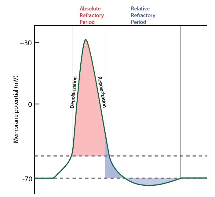 refractory-periods