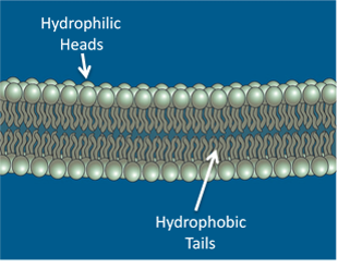 Phospholipid Bilayer Phospholipid Bilayer