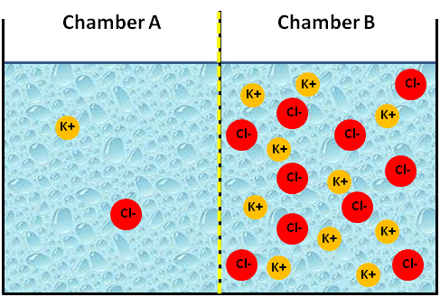 Water Container with a Membrane that is only Premeable to Cations Water Container with a Membrane that is only Premeable to Cations