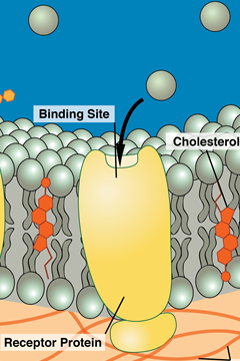 Receptors bind to chemical messengers Receptors bind to chemical messengers