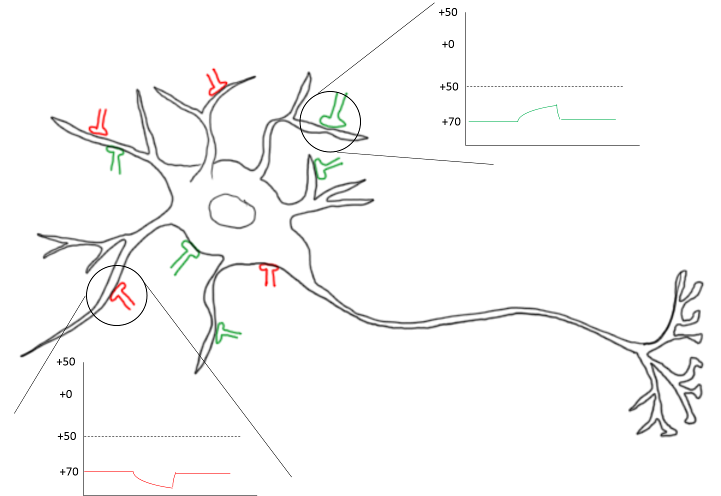 EPSP and IPSP EPSP and IPSP