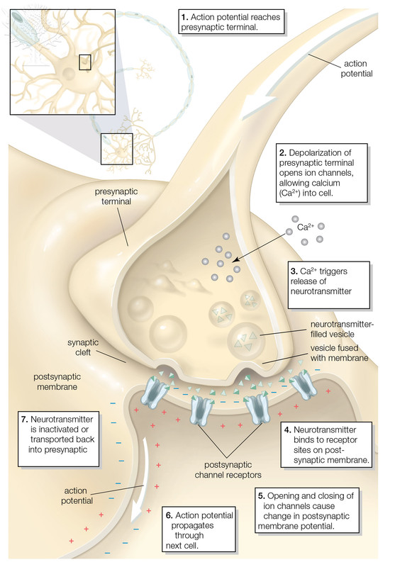 PHYSIOLOGY OF THE NEURON