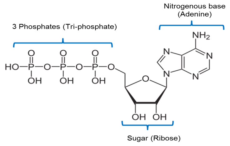 Chemical Structure of ATP Chemical Structure of ATP