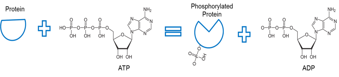 ATP being used to Phophorylate a Protein ATP being used to Phophorylate a Protein