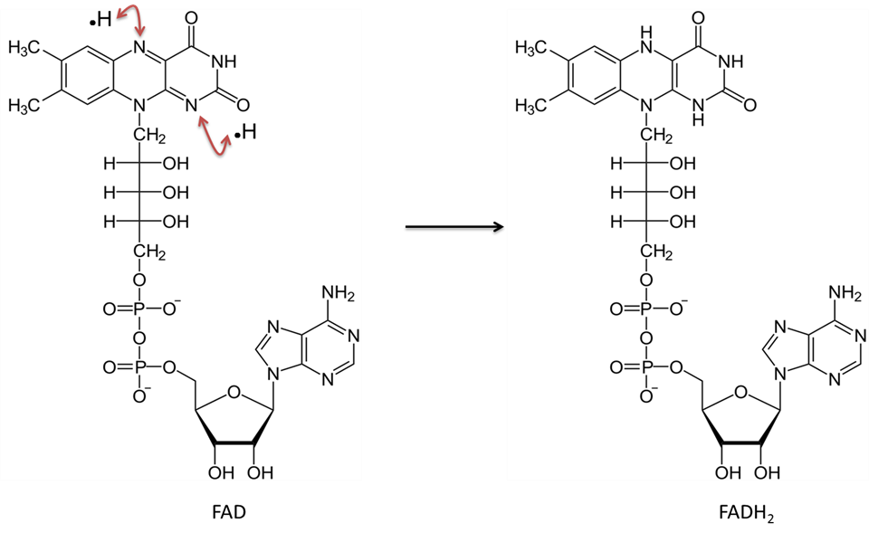 atp-nad-and-fad