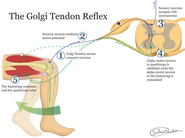 SOMATIC REFLEXES