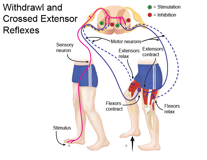 Crossed Extensor Reflex Crossed Extensor Reflex