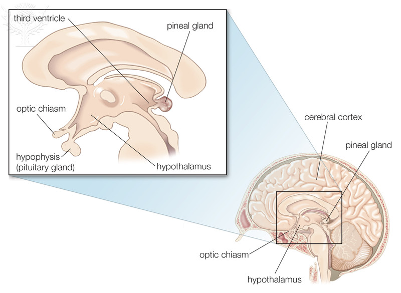 The Diencephalon