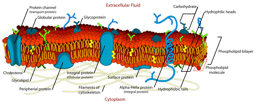 Phospholipids forming a bilipid layer Phospholipids forming a bilipid layer