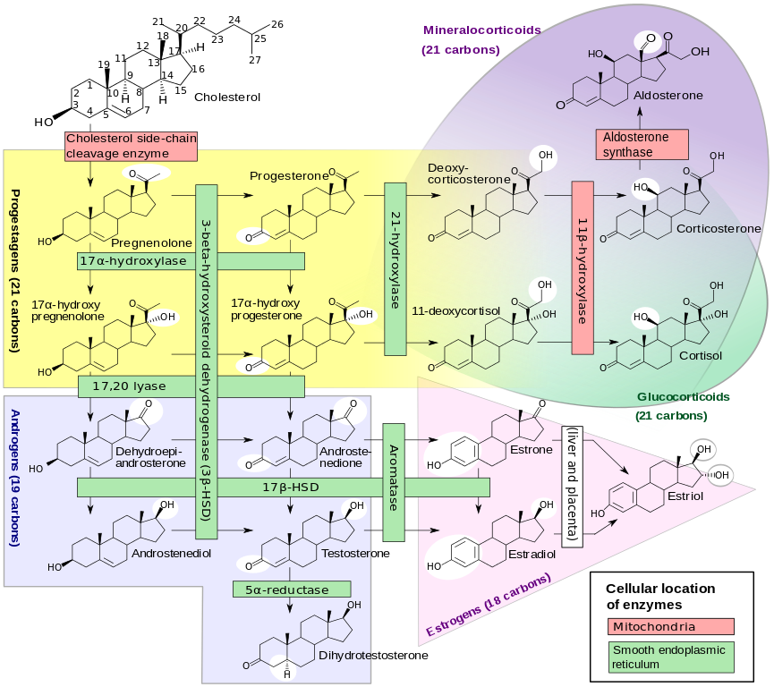 Description of the Many Pathways that Syntesize Steriods from Cholesterol Description of the Many Pathways that Syntesize Steriods from Cholesterol