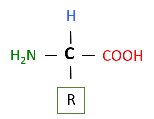 Basic Structure of an Amino Acid Basic Structure of an Amino Acid