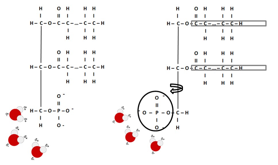 Phospholipid Phospholipid