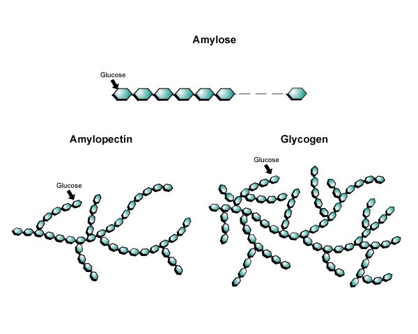 Branching Amylose, Amyopectin, and Glycogen Branching Amylose, Amyopectin, and Glycogen