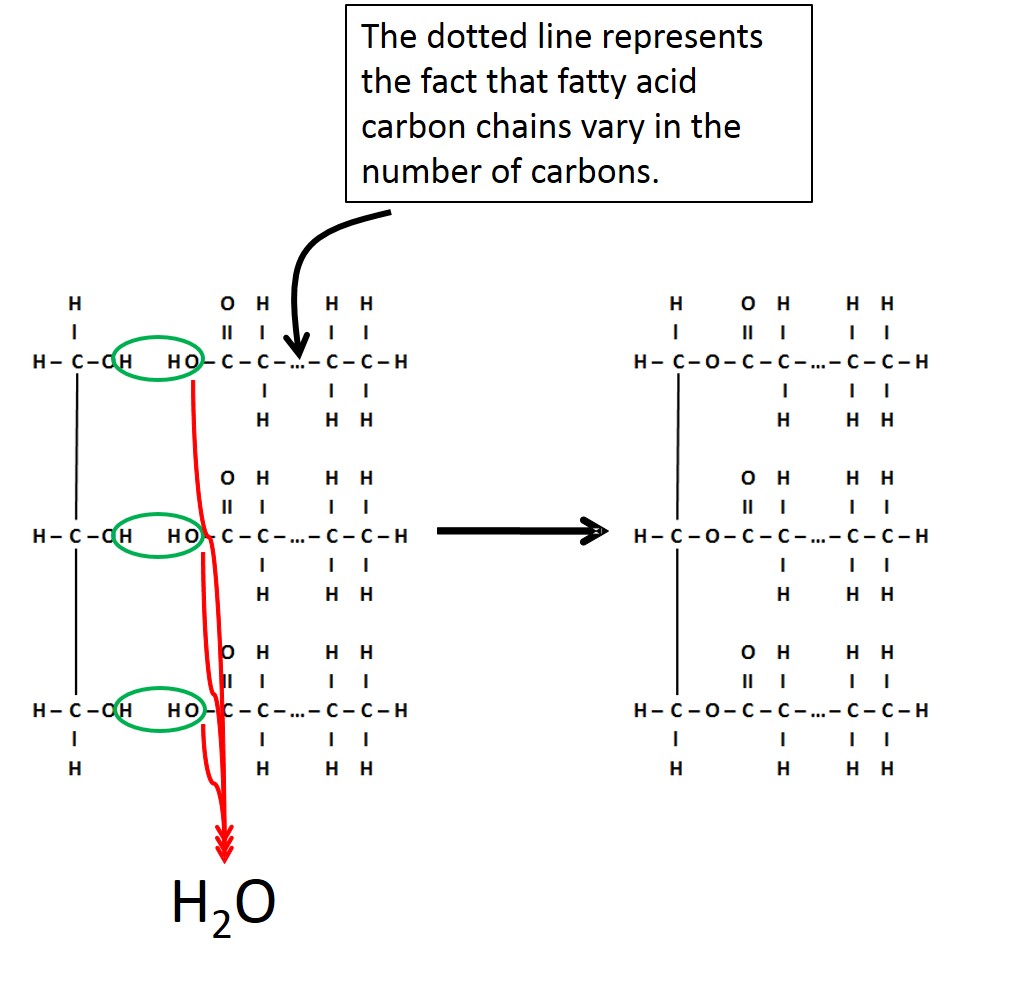 Triglyceride Triglyceride