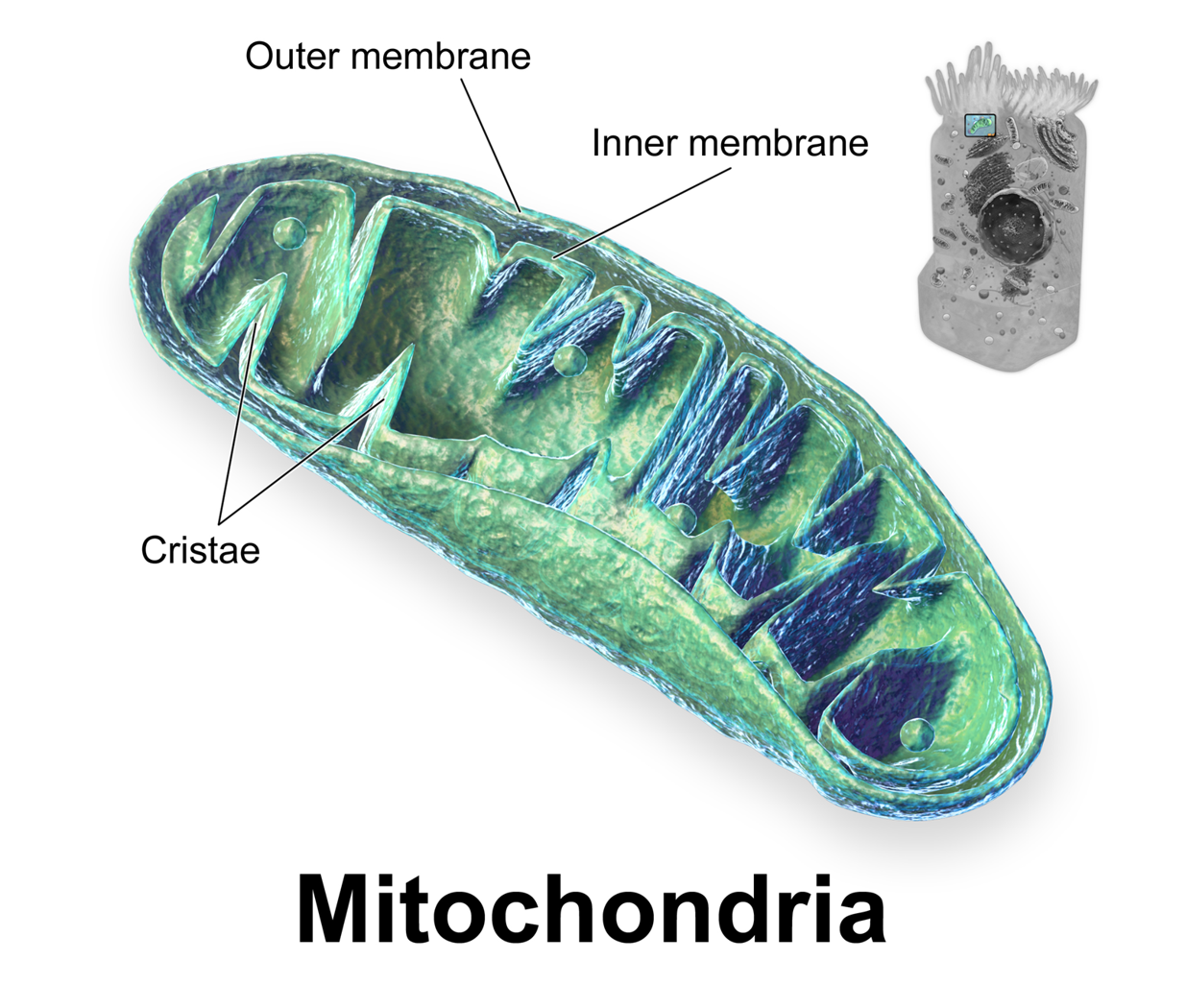 Mitochondria Mitochondria