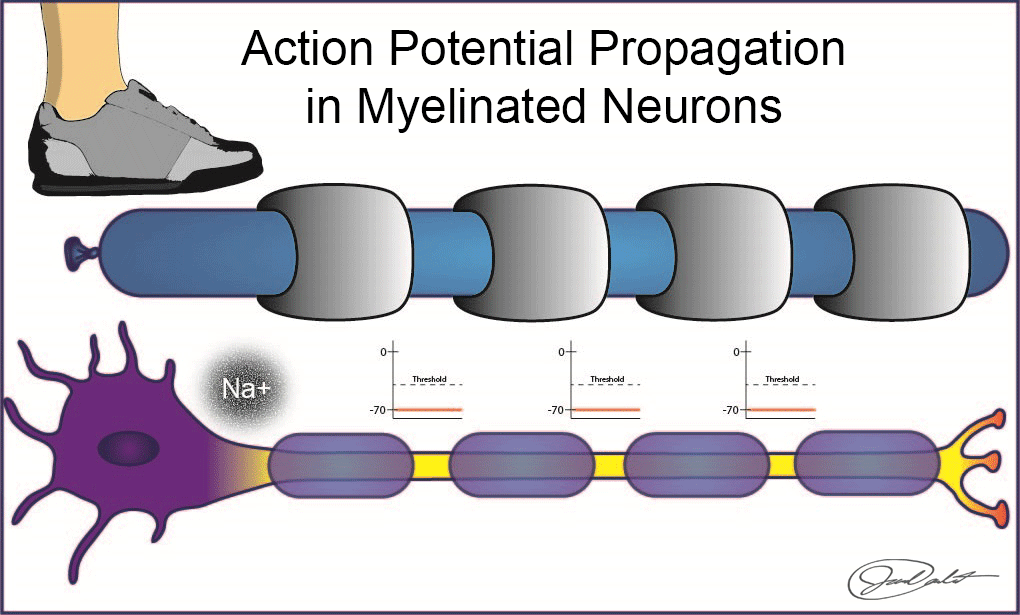 myelination increases the speed of action potential propagation by