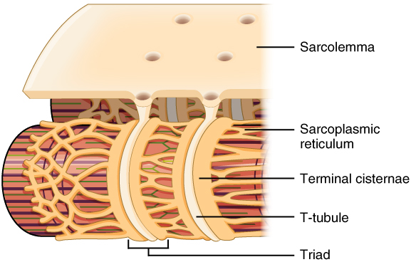 T Tubules T Tubules