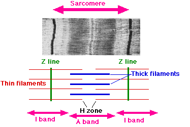 Sarcomere Sarcomere