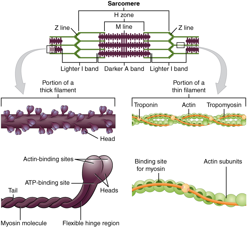 Sarcomere and Thick and Thin Filaments Sarcomere and Thick and Thin Filaments